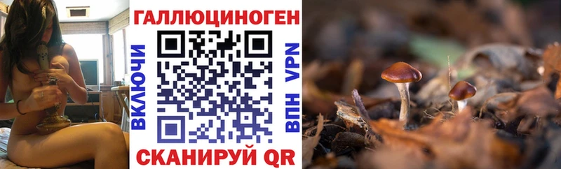 Купить  Сковородино  Галлюциногенные грибы Cubensis 
